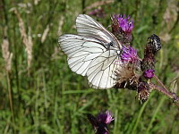 Papillon, Le Gaze - Aporia crataegi (ph. Mrugala F., Chamelet, 2018-06)(6)